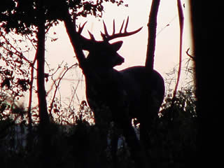 14 point Illinois Buck