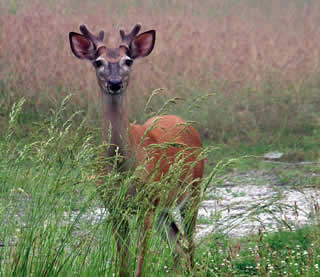 Photo of a curious young buck with developing antlers in velvet.