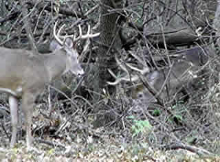 Two Bucks Sparring - photo by Jim Mordacq