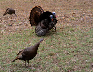 Illinois Wild Turkeys in Spring